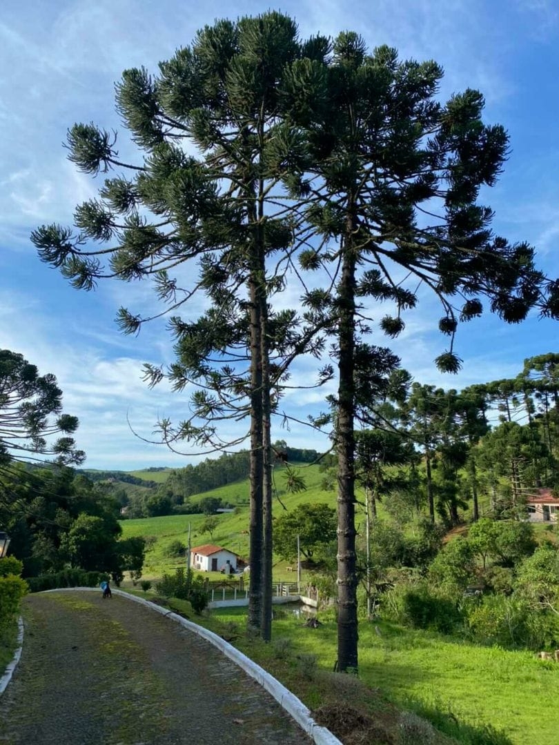 Sítio, 7 quartos, 15 hectares - Foto 12