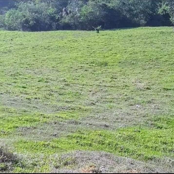 Terreno, 3 hectares - Foto 1