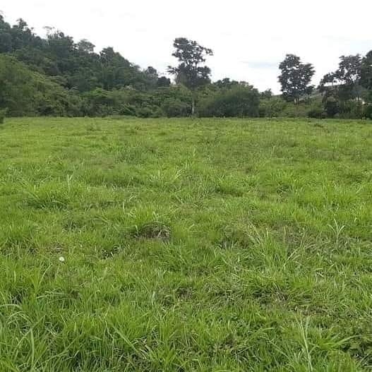 Terreno, 3 hectares - Foto 7