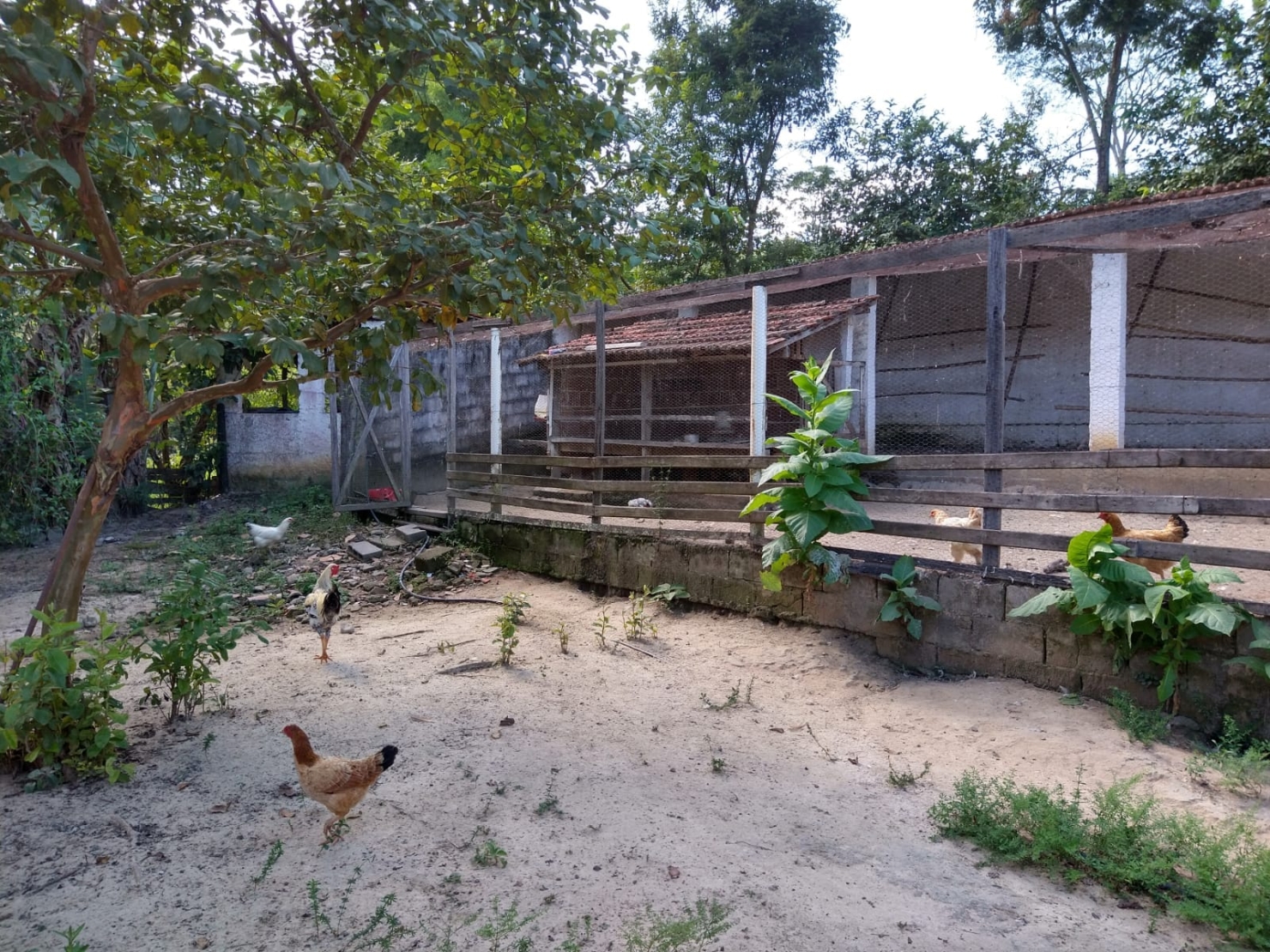 Sítio, 2 quartos, 7 hectares - Foto 4