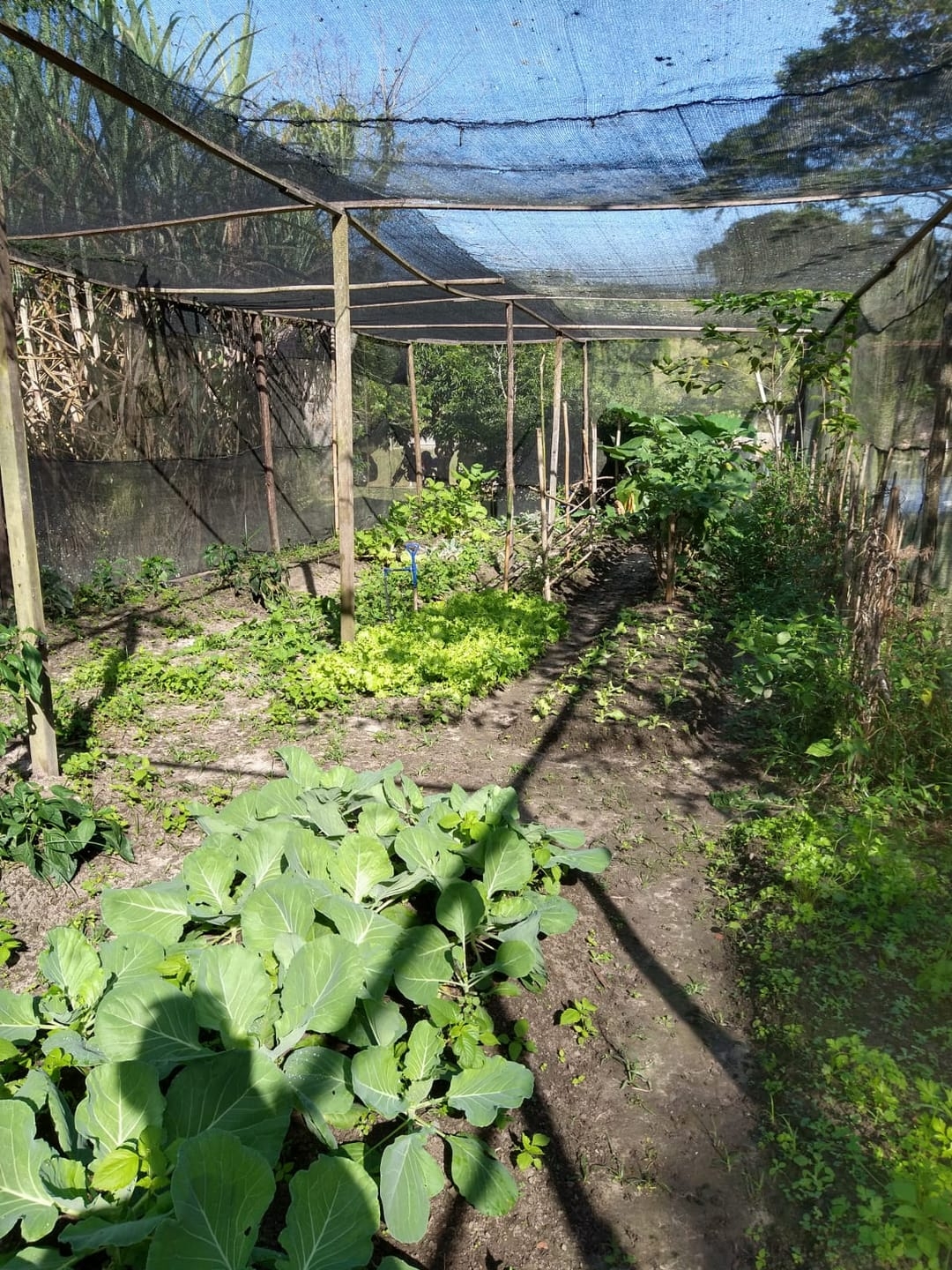 Sítio, 2 quartos, 7 hectares - Foto 22