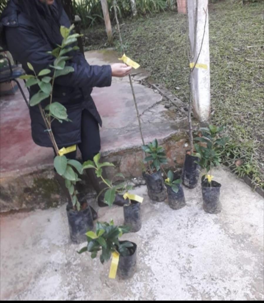 Chácara, 2 quartos, 2 hectares - Foto 5