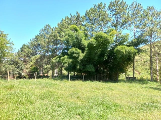 Terreno, 12 hectares - Foto 6