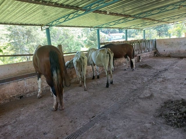 Terreno, 12 hectares - Foto 10
