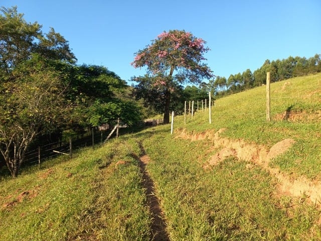Terreno, 12 hectares - Foto 11
