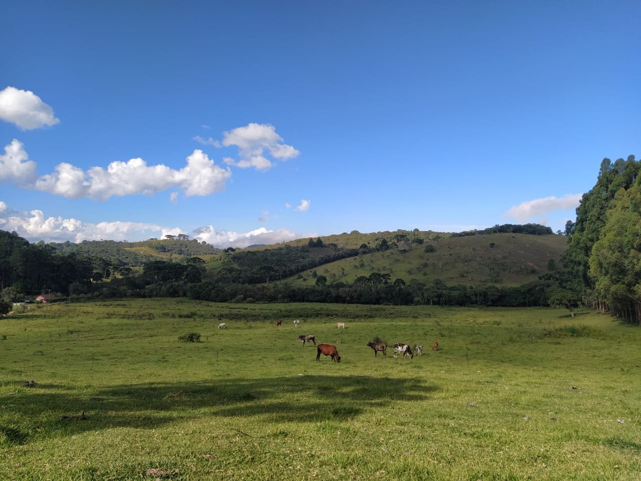 Terreno, 2 hectares - Foto 6