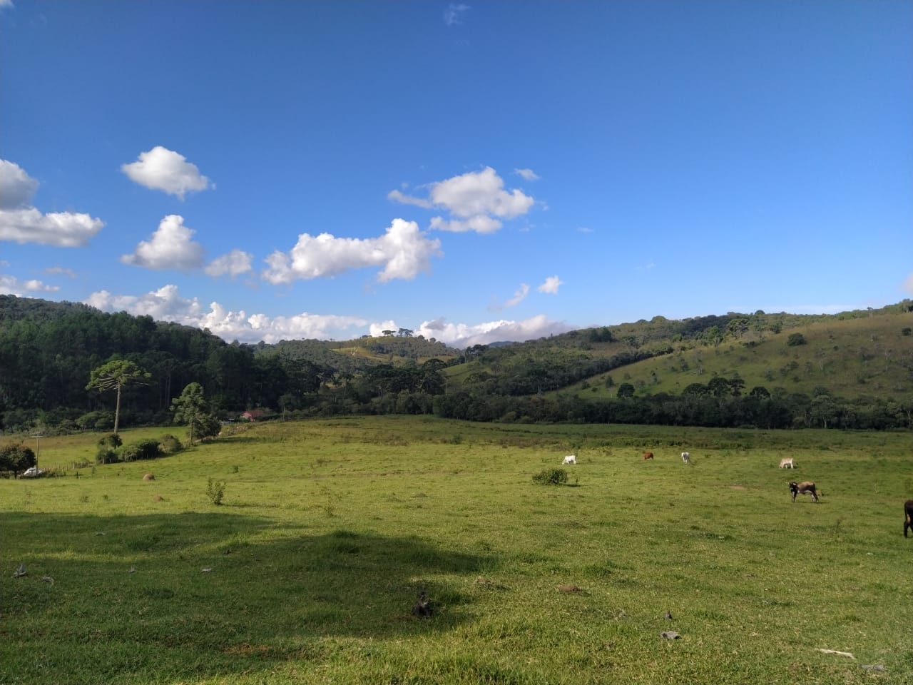 Terreno, 2 hectares - Foto 7