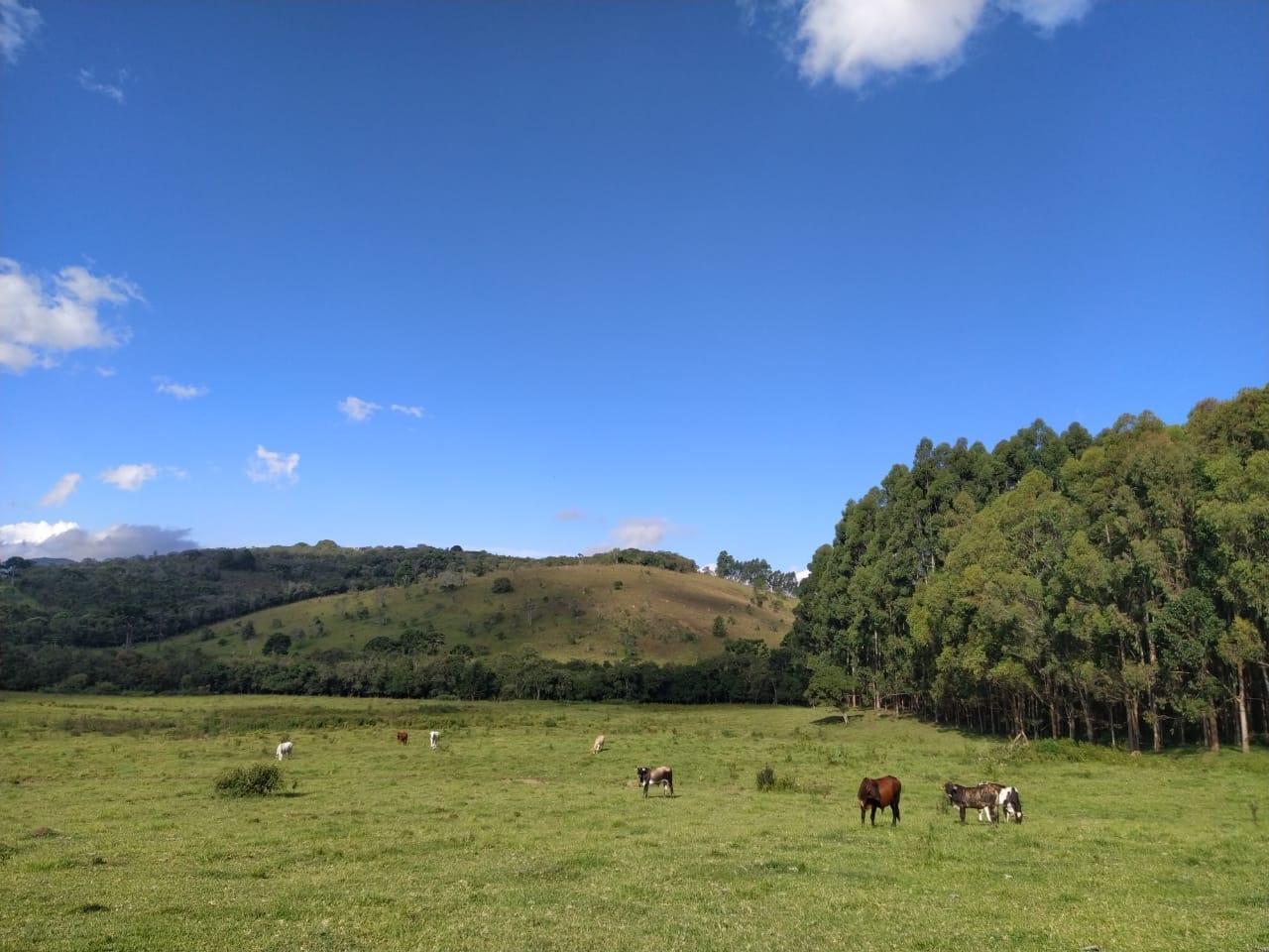 Terreno, 2 hectares - Foto 8