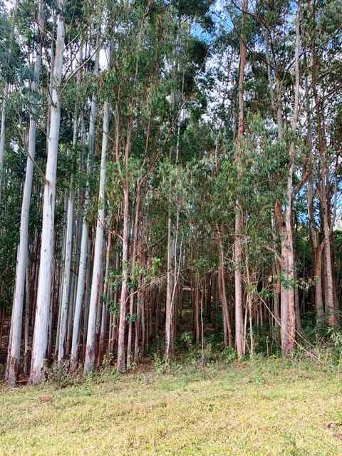 Terreno, 2 hectares - Foto 9