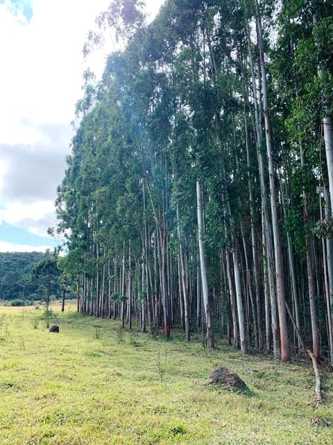 Terreno, 2 hectares - Foto 10