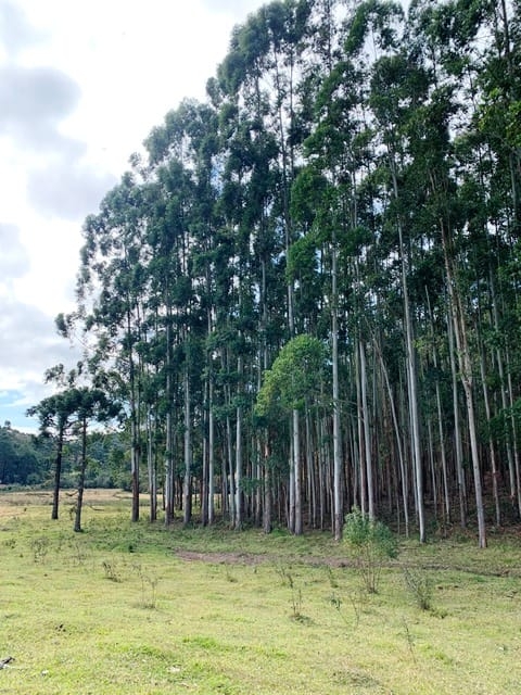 Terreno, 2 hectares - Foto 11