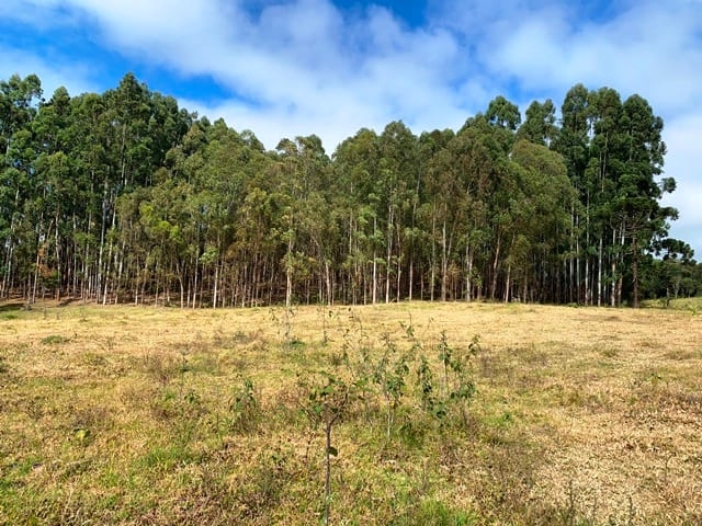 Terreno, 2 hectares - Foto 12