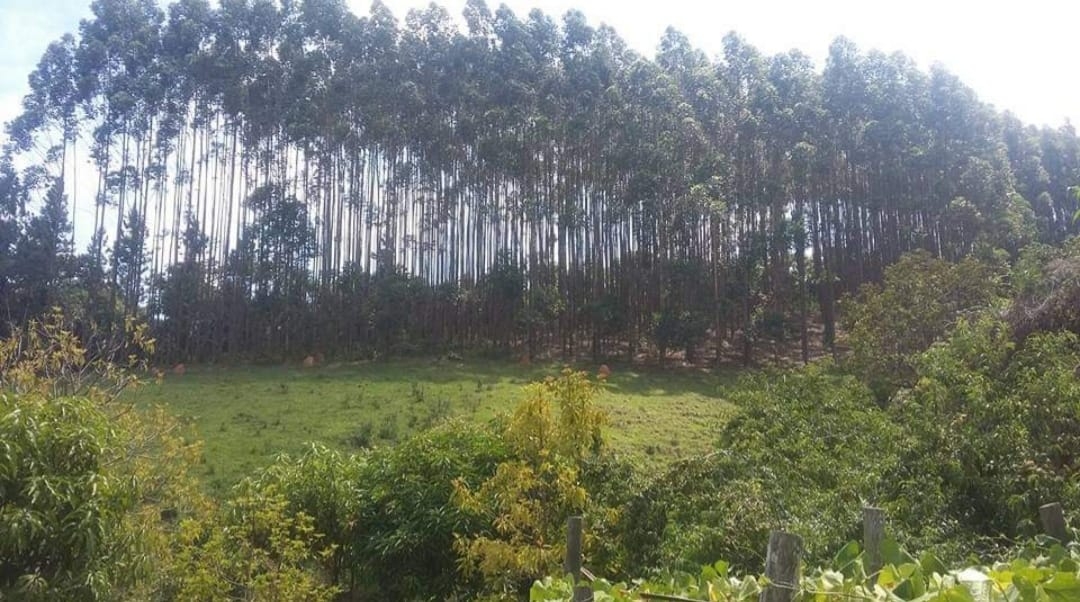 Fazenda, 145 hectares - Foto 9