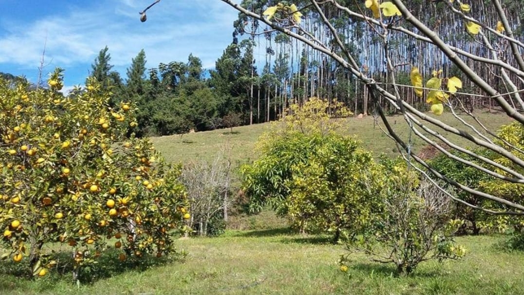 Fazenda, 145 hectares - Foto 10
