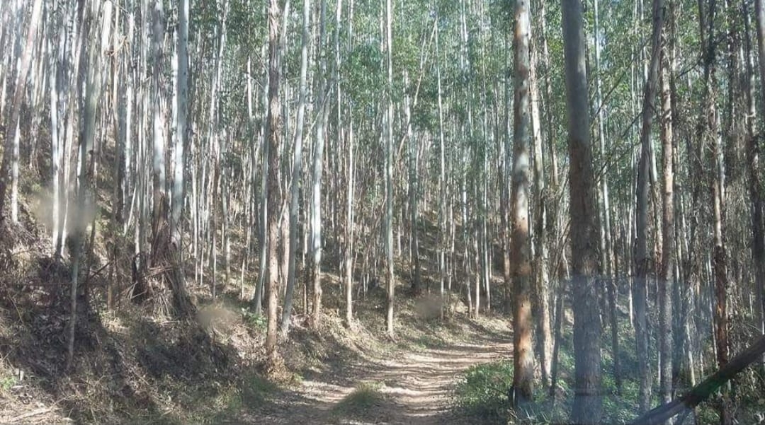 Fazenda, 145 hectares - Foto 13