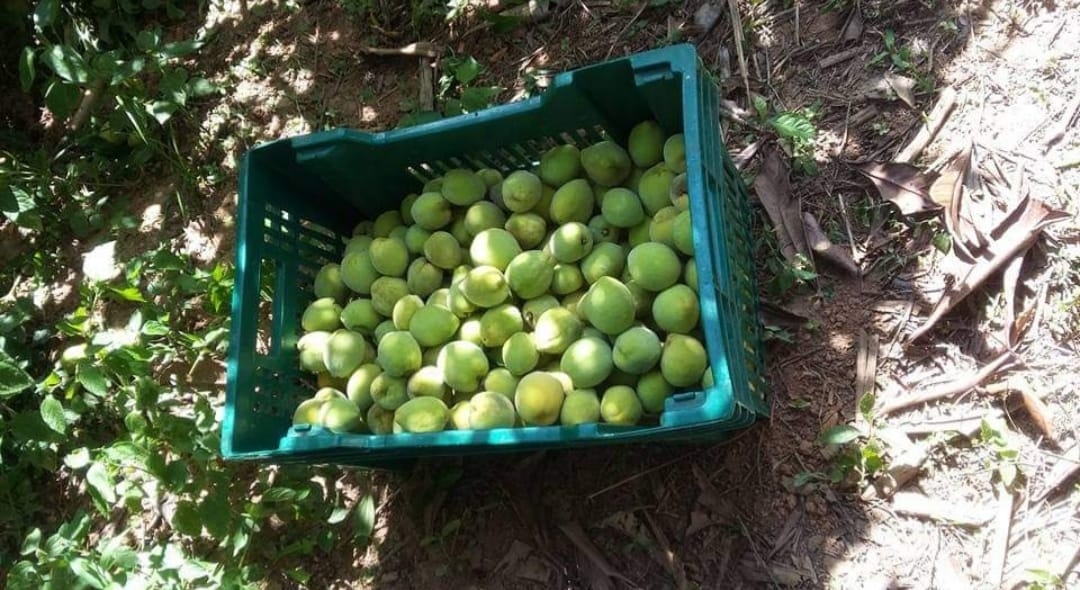 Fazenda, 145 hectares - Foto 20