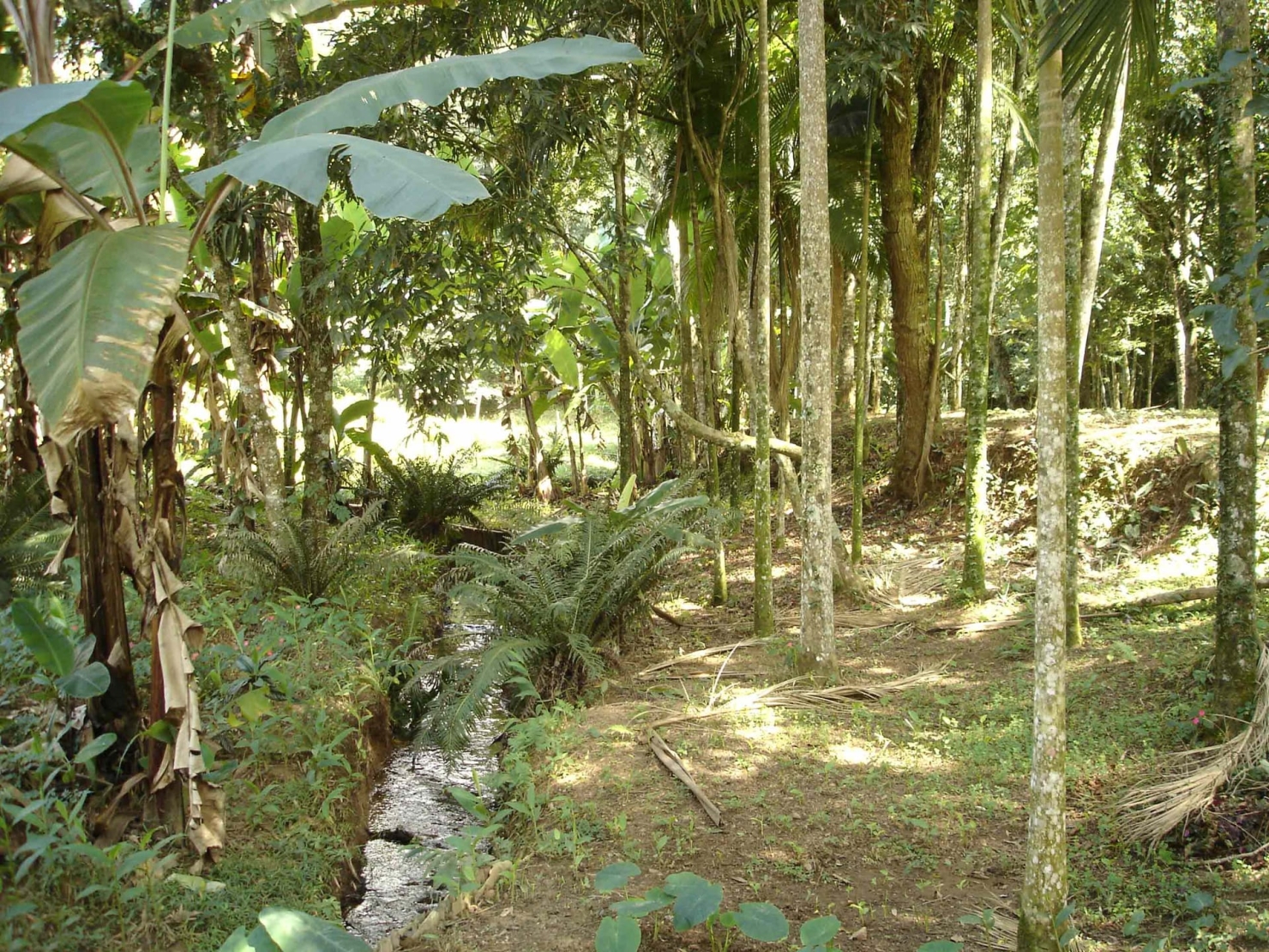 Sítio à venda com 3 quartos, 500m² - Foto 2