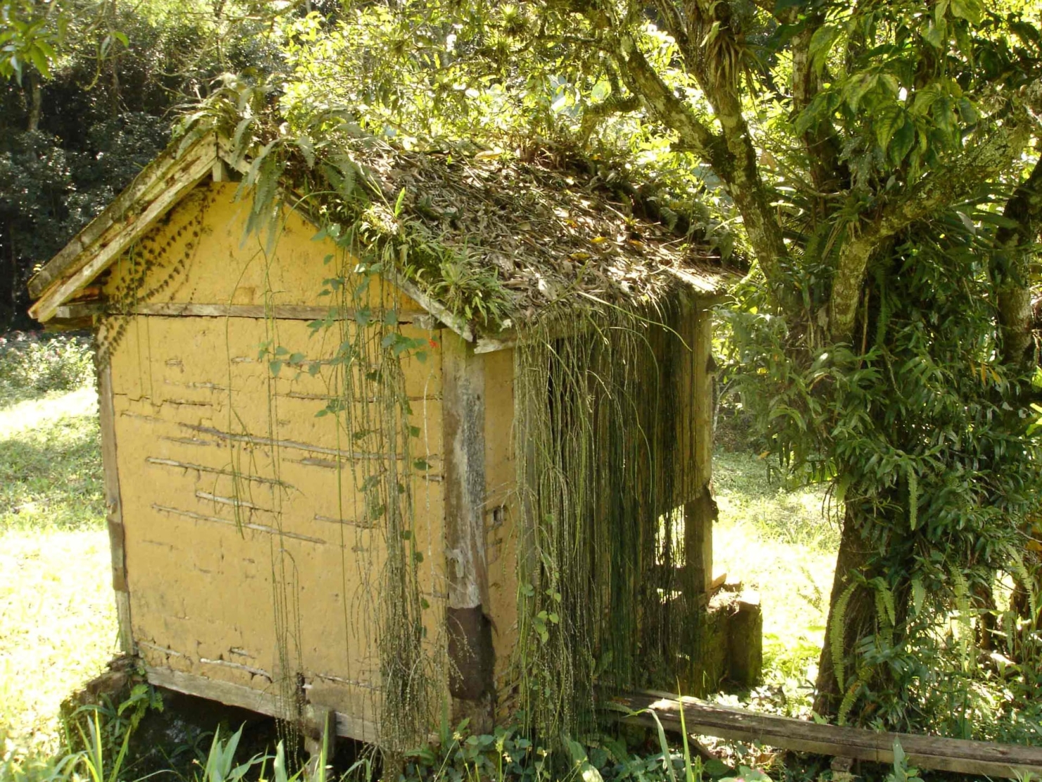 Sítio à venda com 3 quartos, 500m² - Foto 6