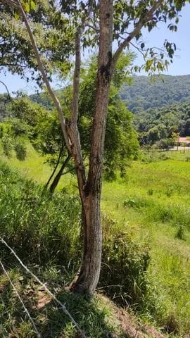 Terreno, 7 hectares - Foto 5