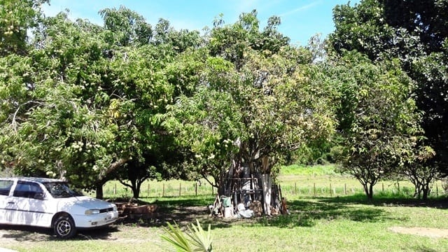 Chácara, 3 quartos, 5645 m² - Foto 8