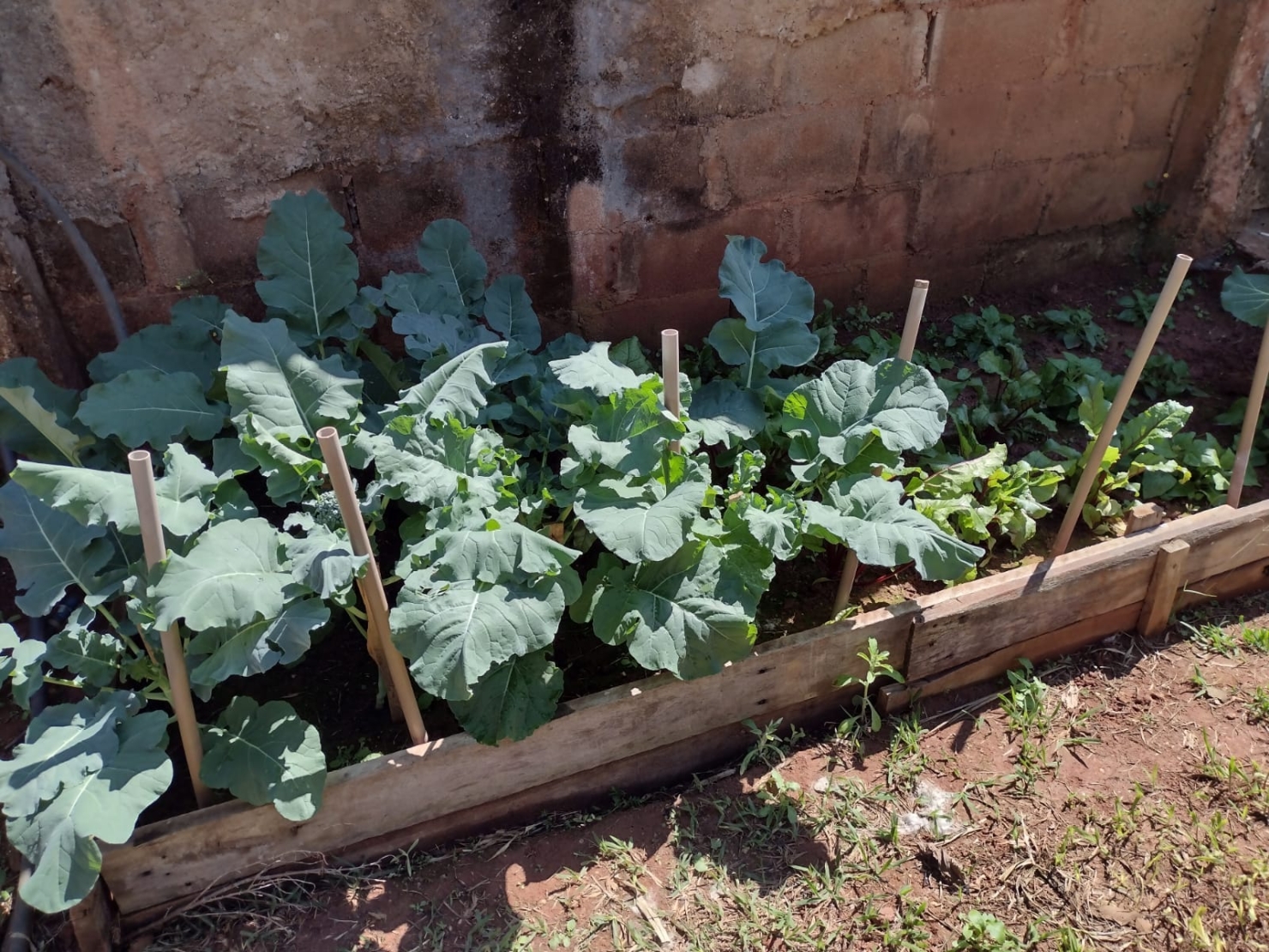 Sítio, 3 quartos, 3 hectares - Foto 2