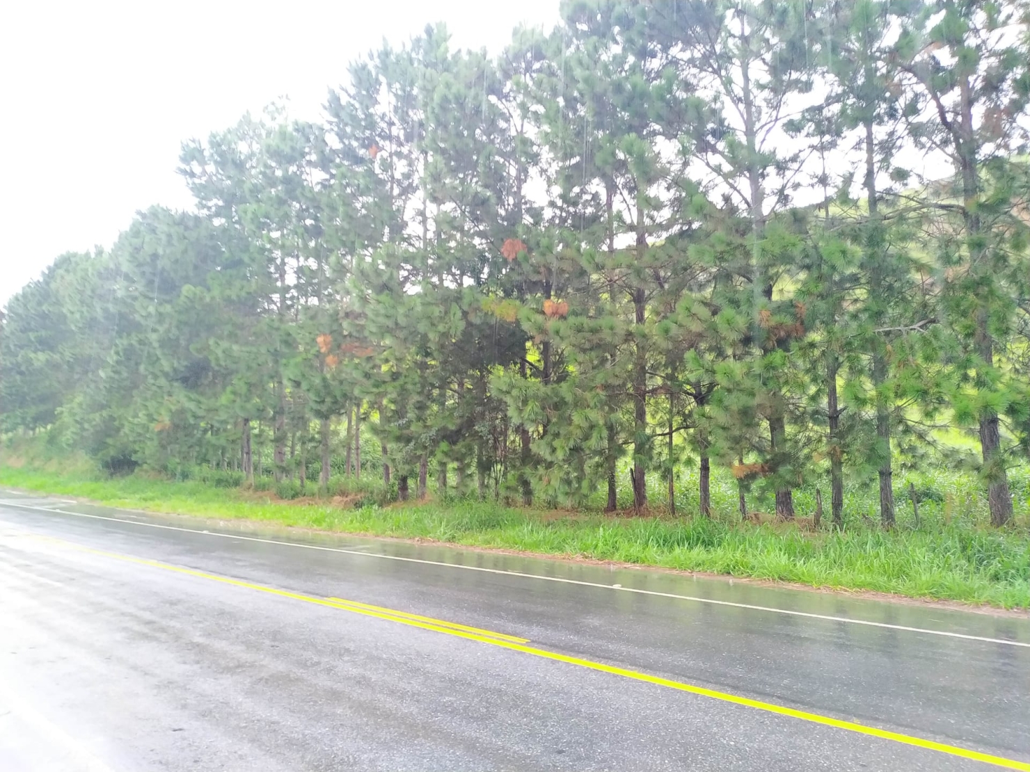 Terreno, 3 hectares - Foto 2