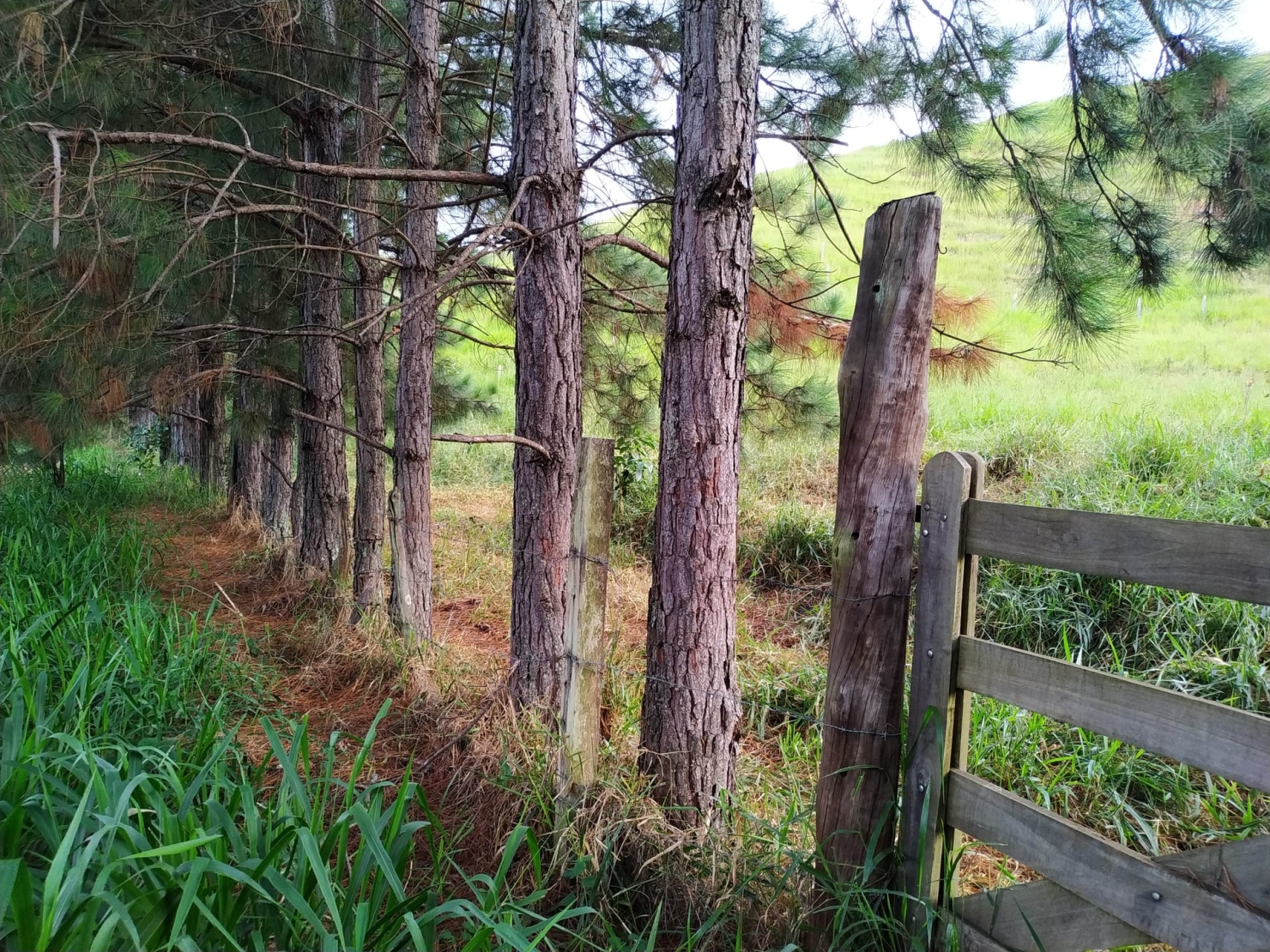 Terreno, 3 hectares - Foto 3