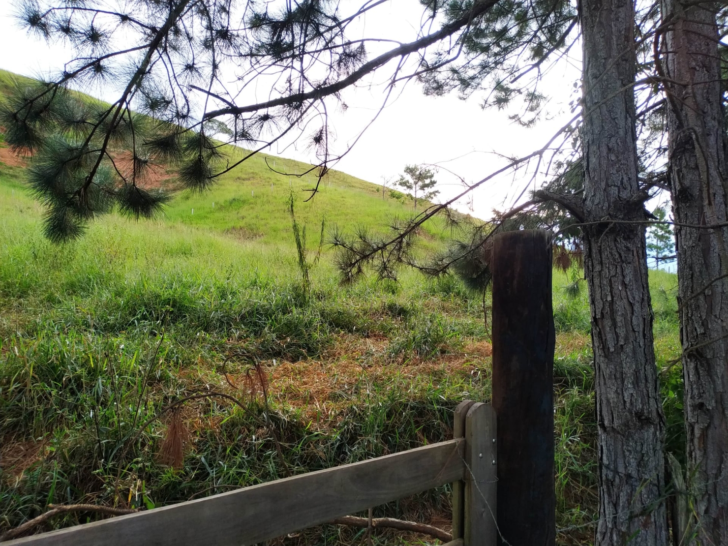 Terreno, 3 hectares - Foto 4