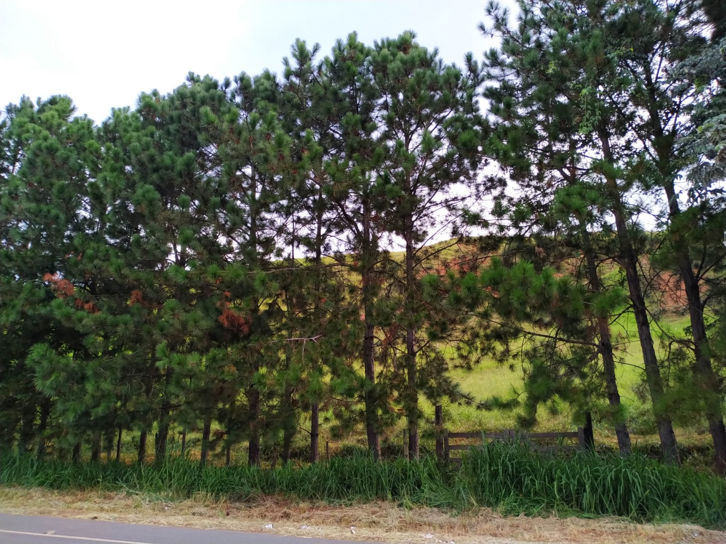 Terreno, 3 hectares - Foto 7