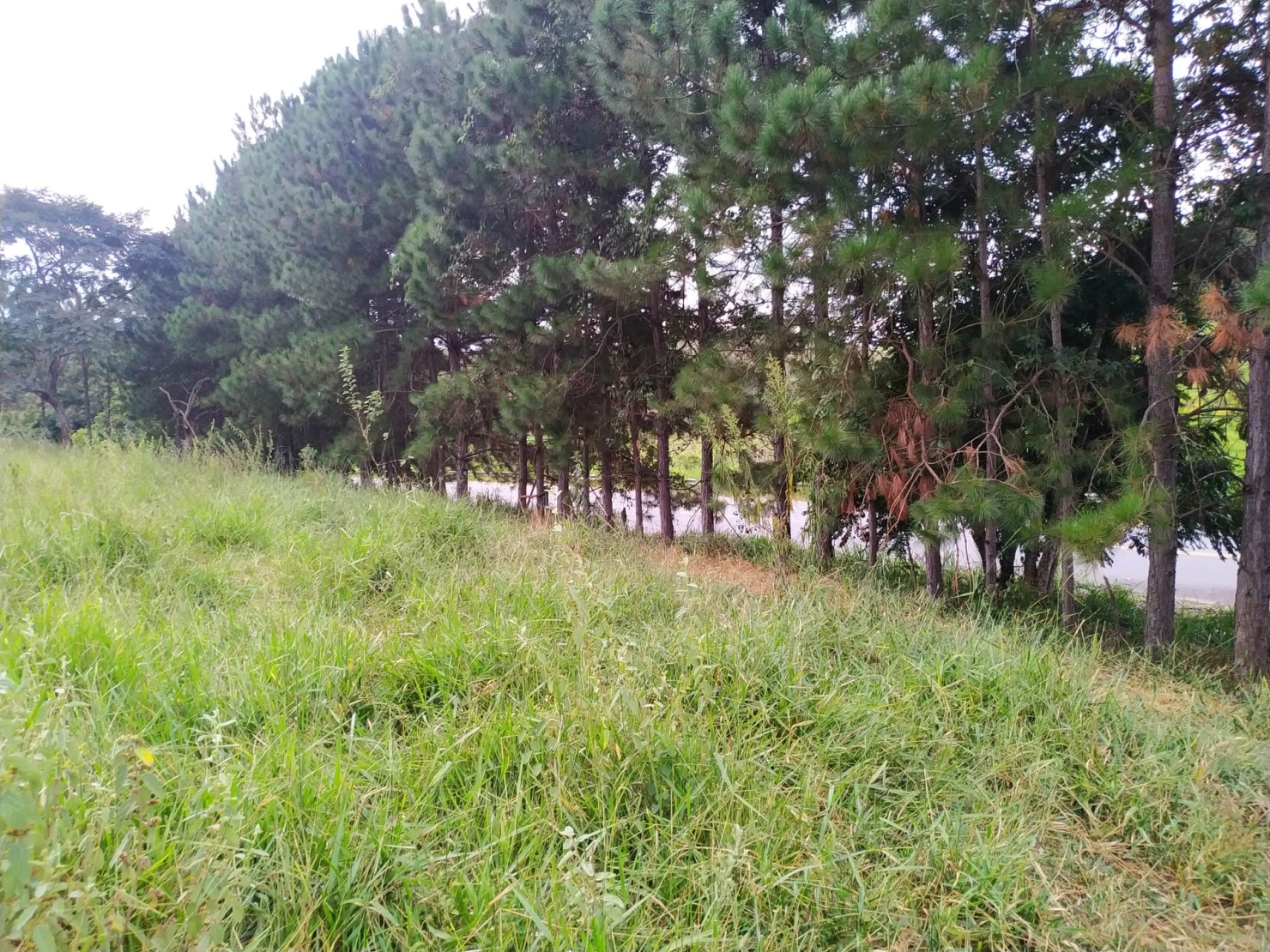 Terreno, 3 hectares - Foto 8