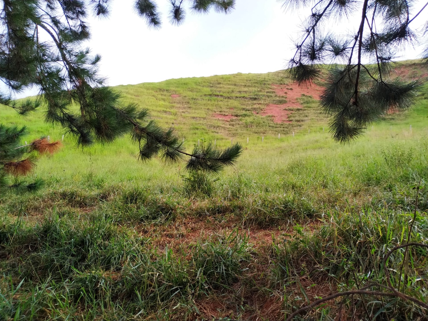 Terreno, 3 hectares - Foto 9