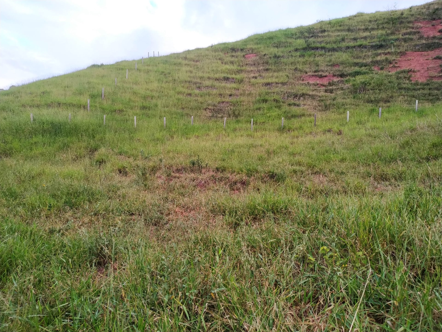 Terreno, 3 hectares - Foto 12