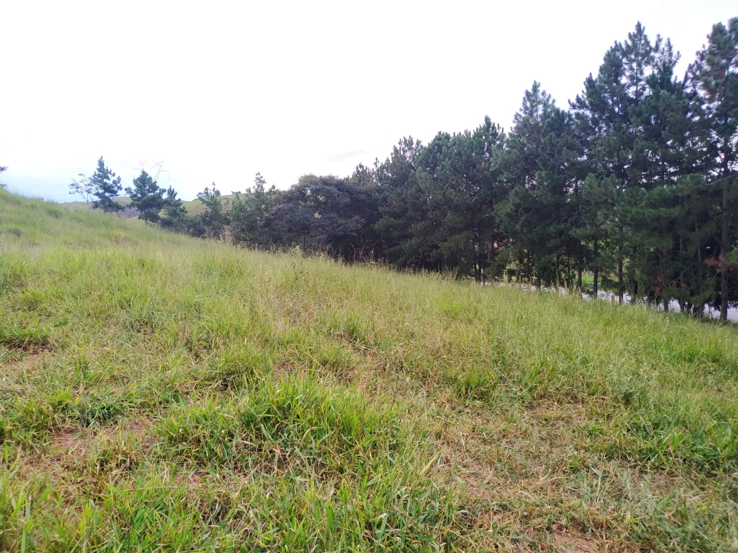 Terreno, 3 hectares - Foto 13