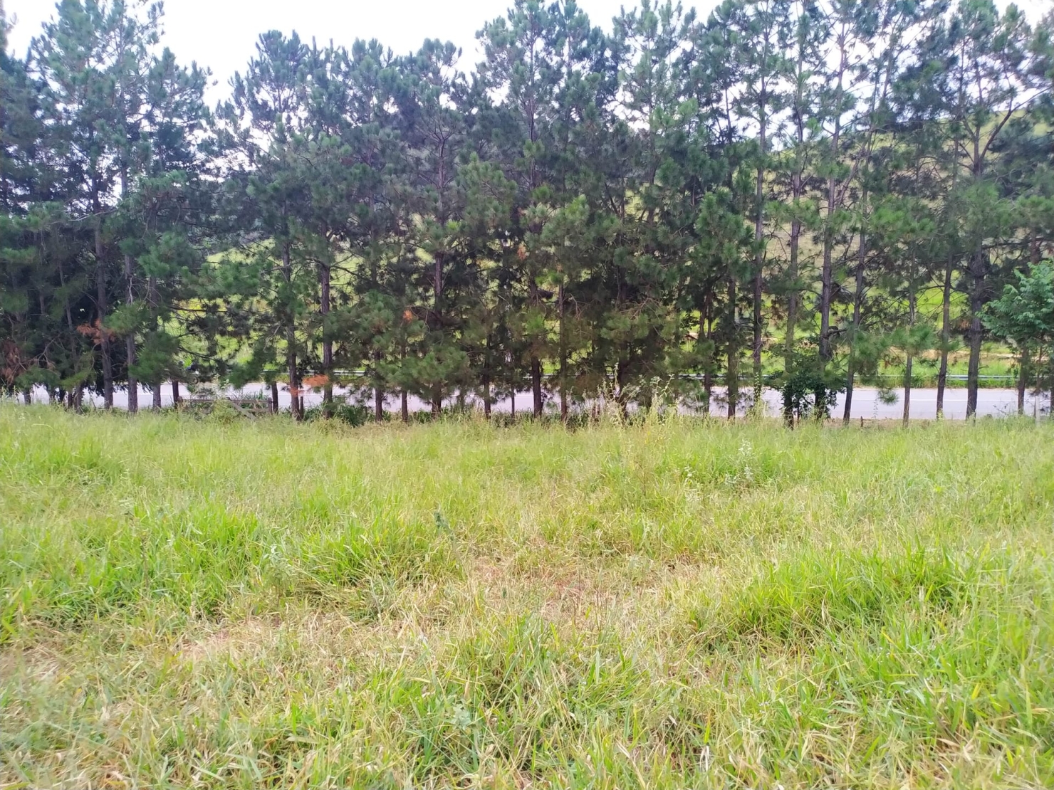 Terreno, 3 hectares - Foto 14