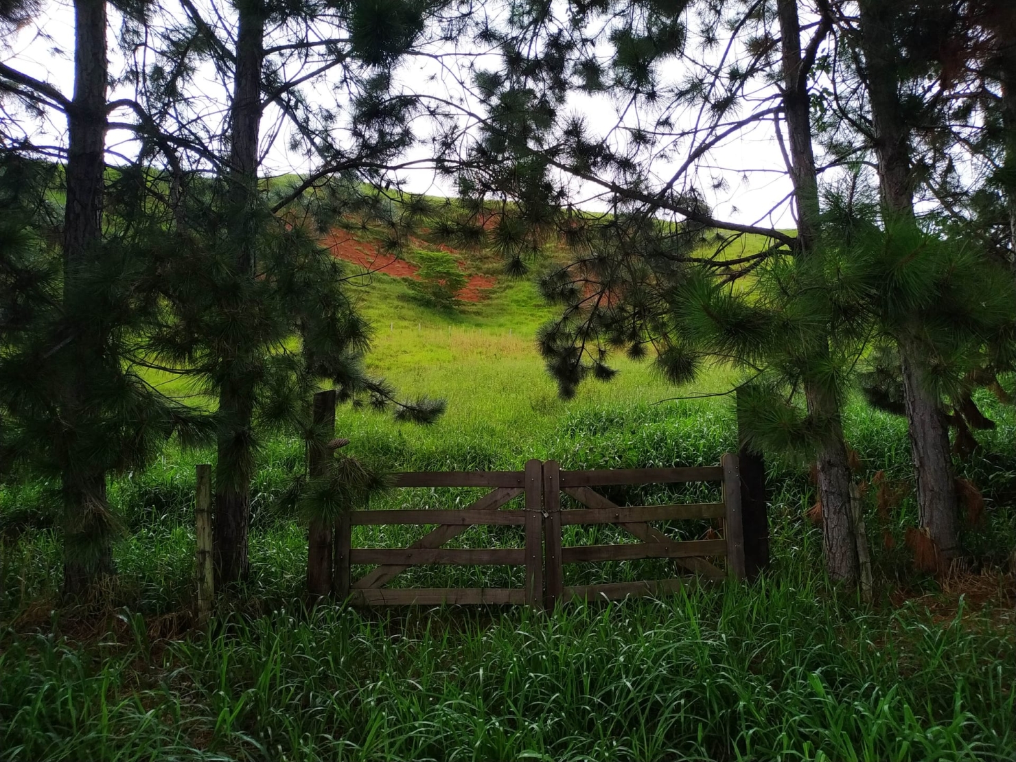 Terreno, 3 hectares - Foto 16