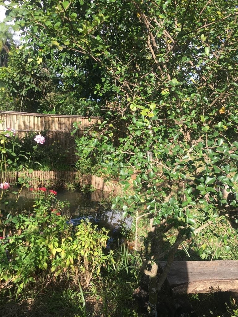 Sítio, 3 quartos, 2000 m² - Foto 6