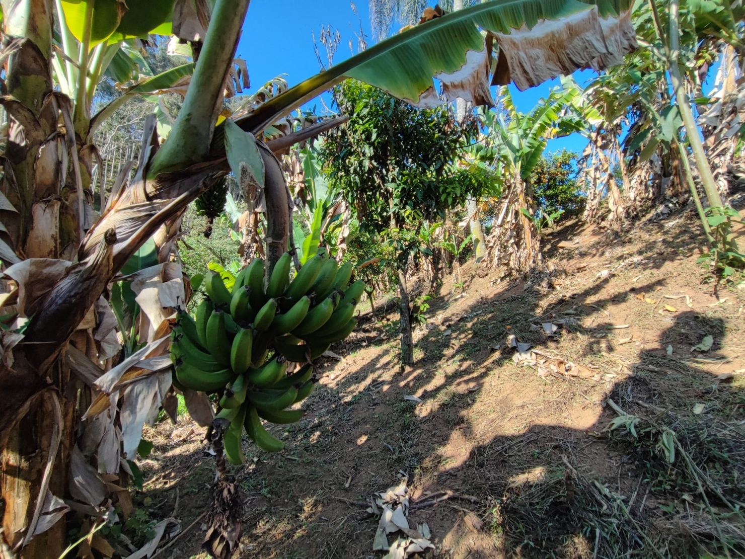 Sítio, 3 quartos, 18 hectares - Foto 3