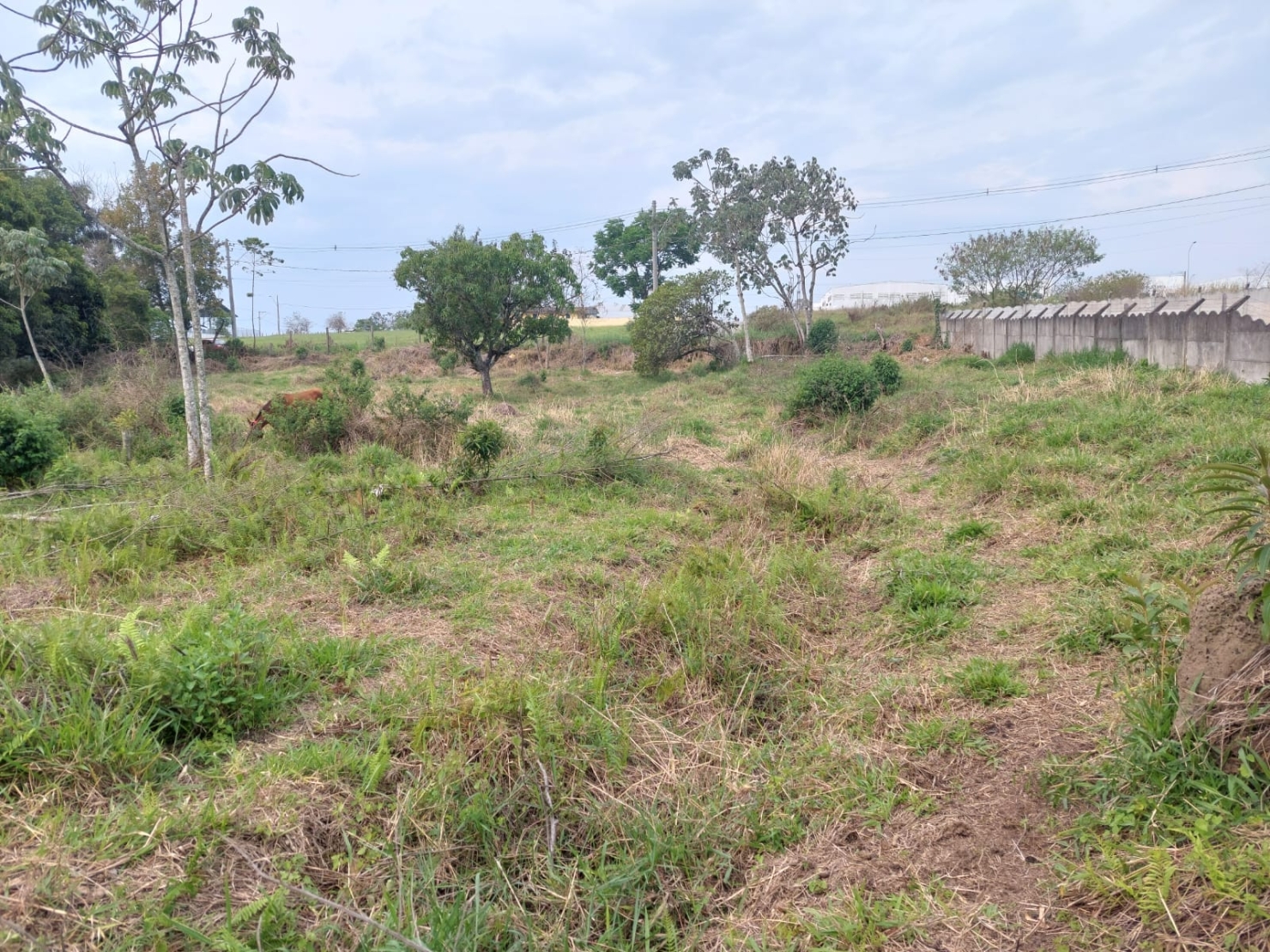 Terreno à venda, 2663m² - Foto 1