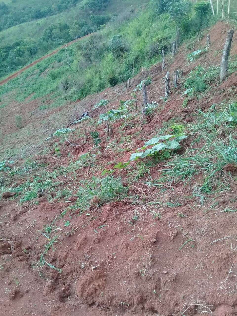 Terreno, 2 hectares - Foto 10