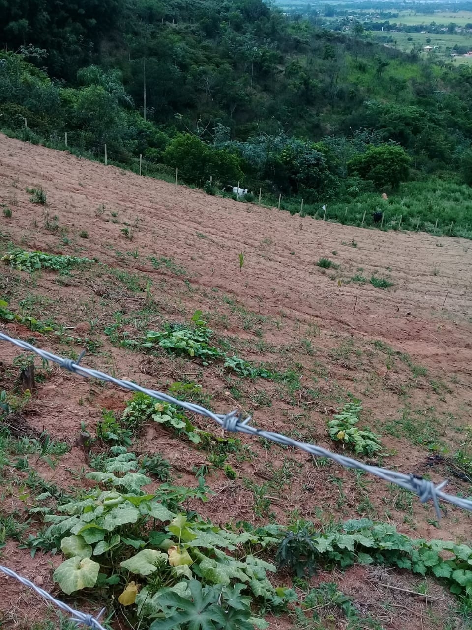 Terreno, 2 hectares - Foto 15