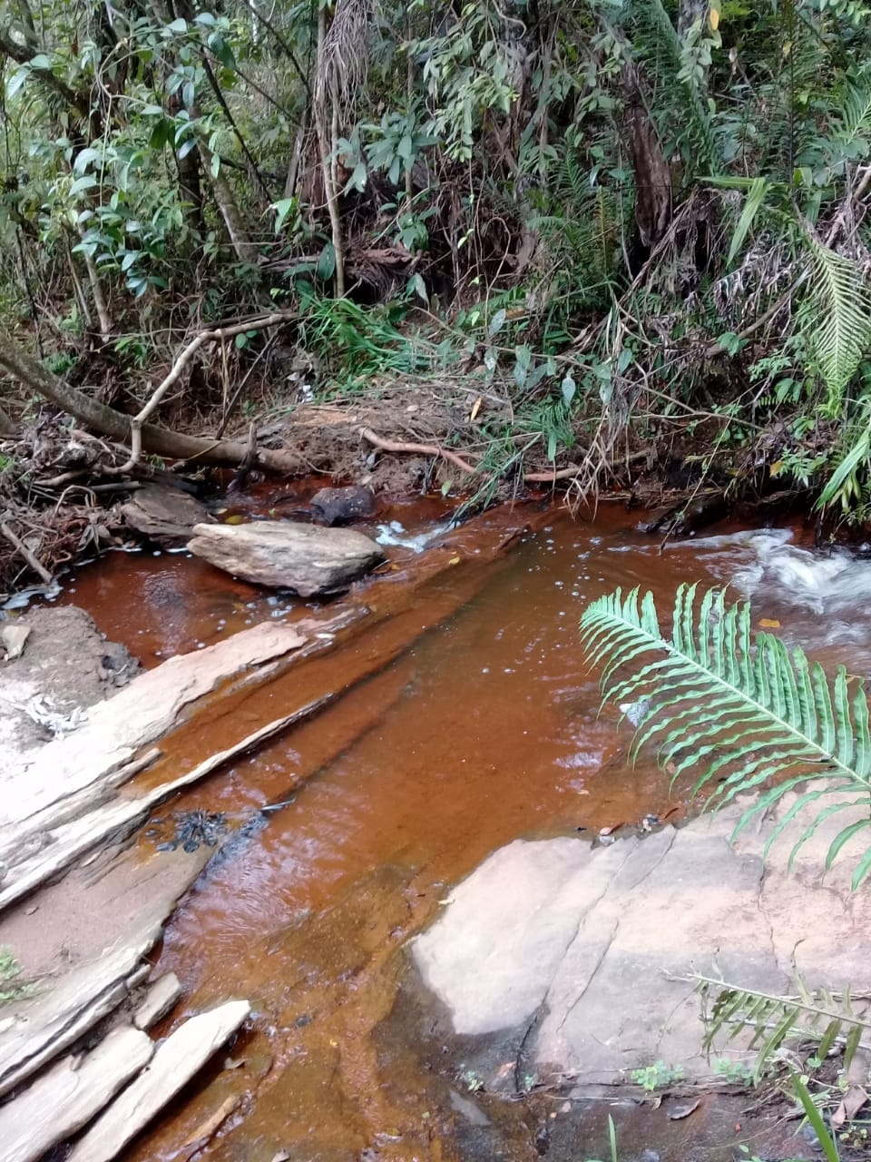 Terreno, 2 hectares - Foto 28