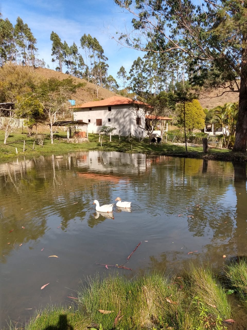 Sítio, 5 quartos, 2 hectares - Foto 11