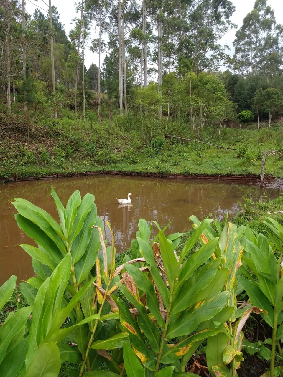 Sítio, 5 quartos, 2 hectares - Foto 14