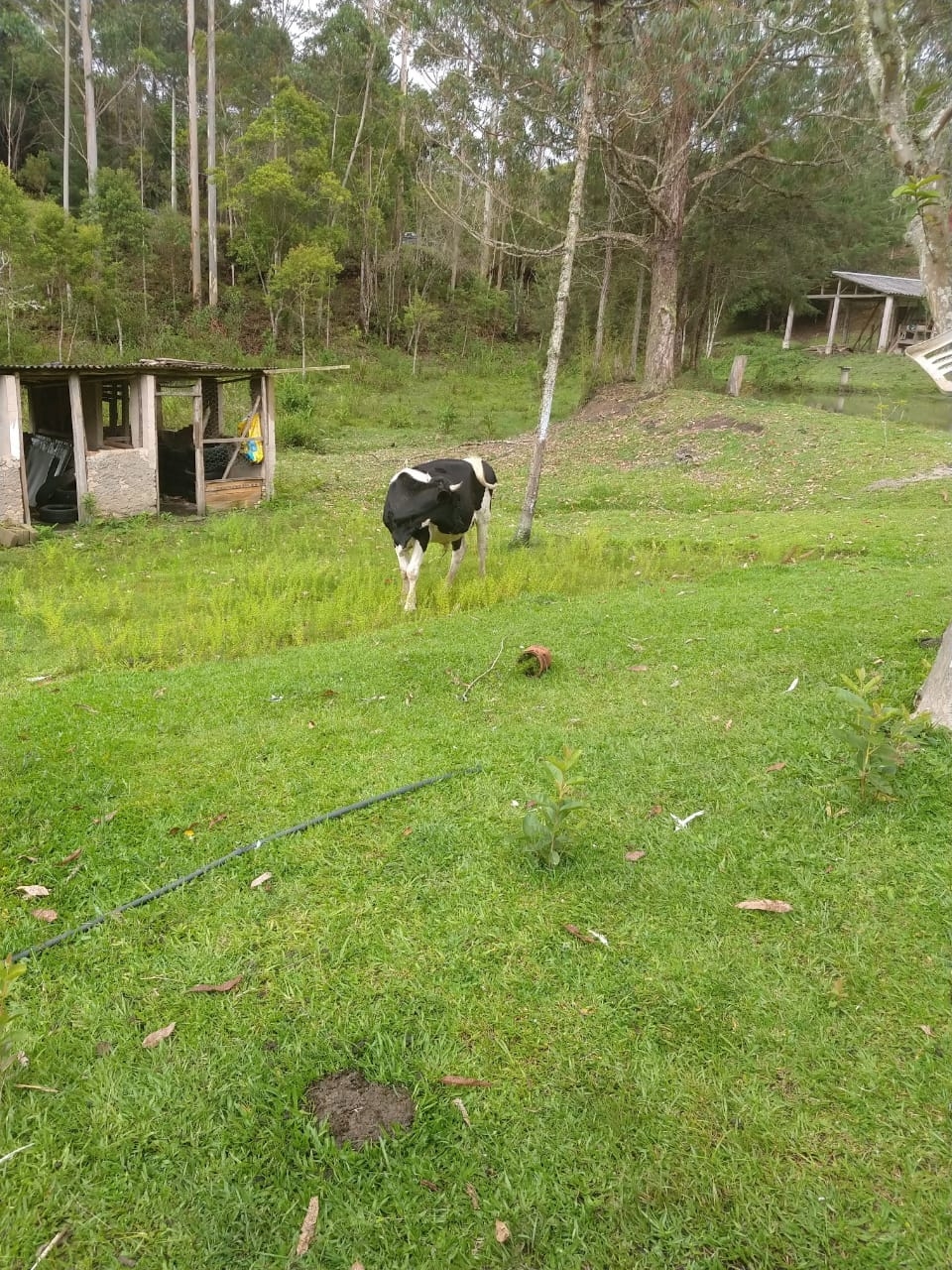 Sítio, 5 quartos, 2 hectares - Foto 16