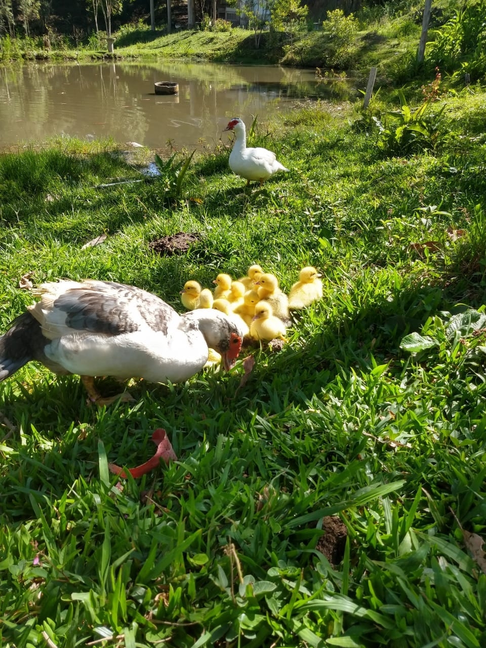 Sítio, 5 quartos, 2 hectares - Foto 17