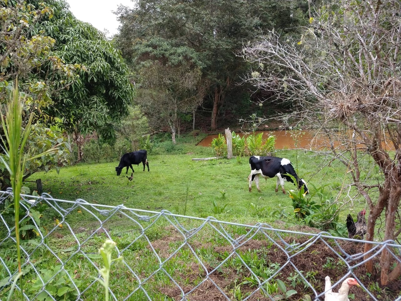 Sítio, 5 quartos, 2 hectares - Foto 19