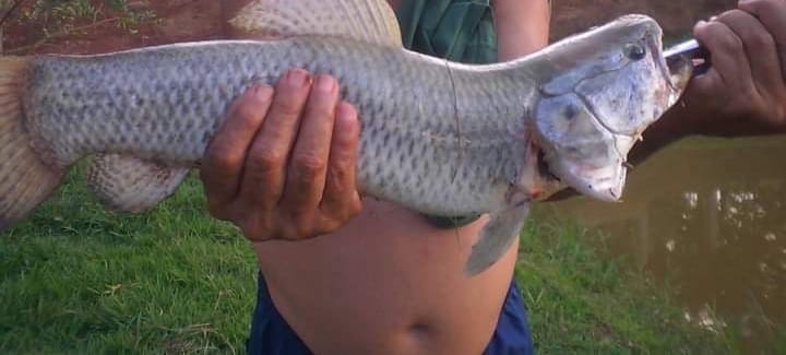 Chácara, 2 quartos, 3860 m² - Foto 4