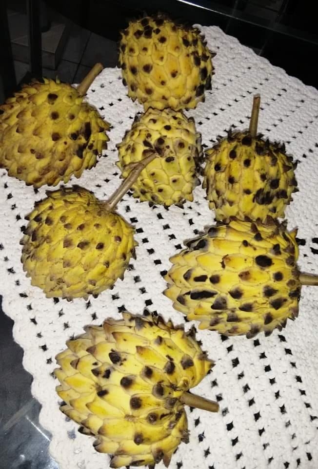 Chácara, 2 quartos, 3860 m² - Foto 5