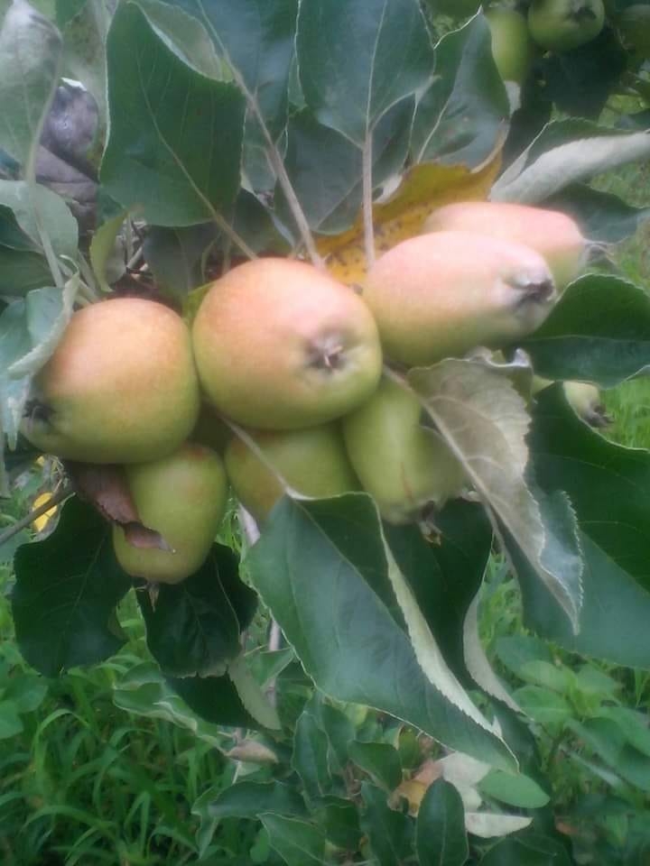 Chácara, 2 quartos, 3860 m² - Foto 6