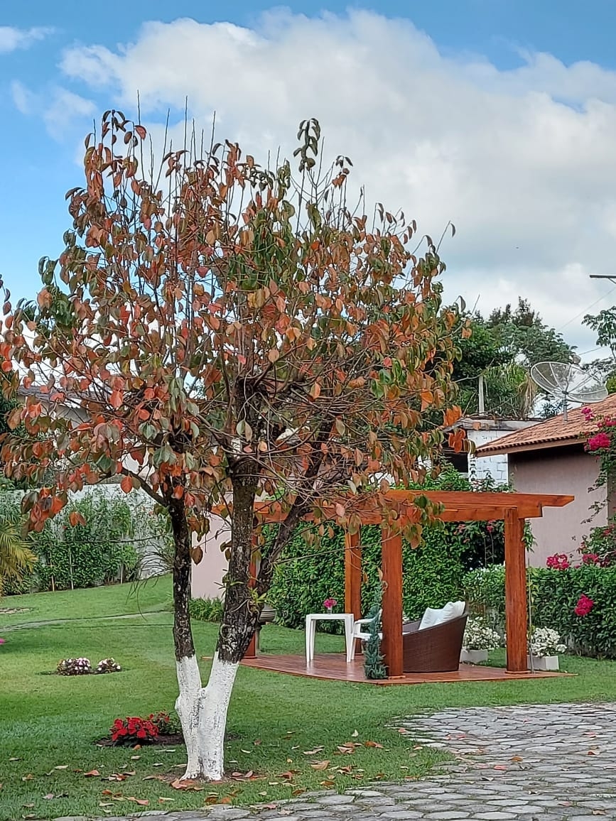 Chácara à venda com 4 quartos, 7700m² - Foto 6